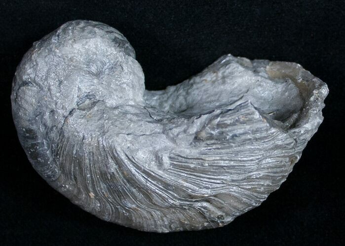 Gryphaea (Devil's Toenail) Fossil Oyster - Jurassic #9894